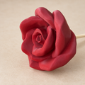 Rose - eine Blume die bleibt